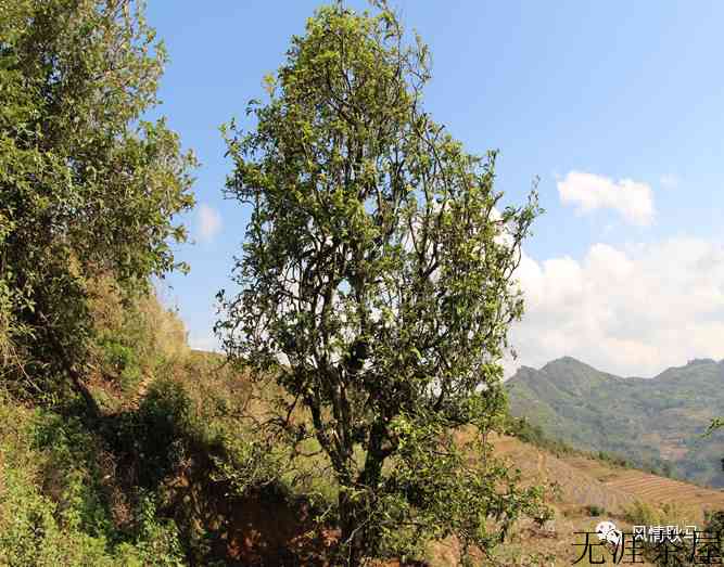 耿马2个古茶园8棵古茶树被重点保护