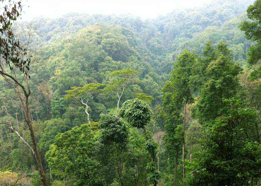 怎样挑选合适的普洱茶？新茶熟茶有这六大特征，后期转化不会差(普洱生茶和熟茶的功效)