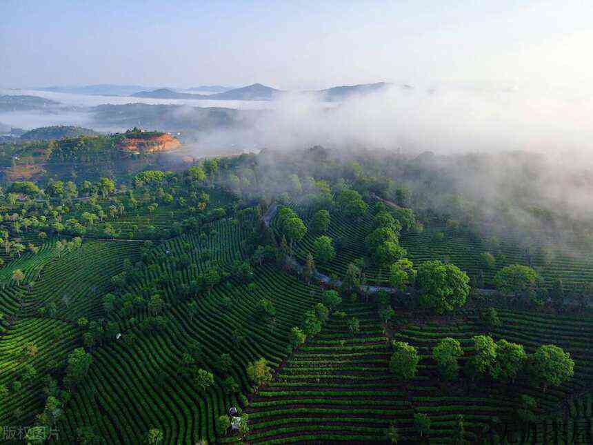 普洱产区的普洱茶茶汤橙黄浓厚、香气高锐持久