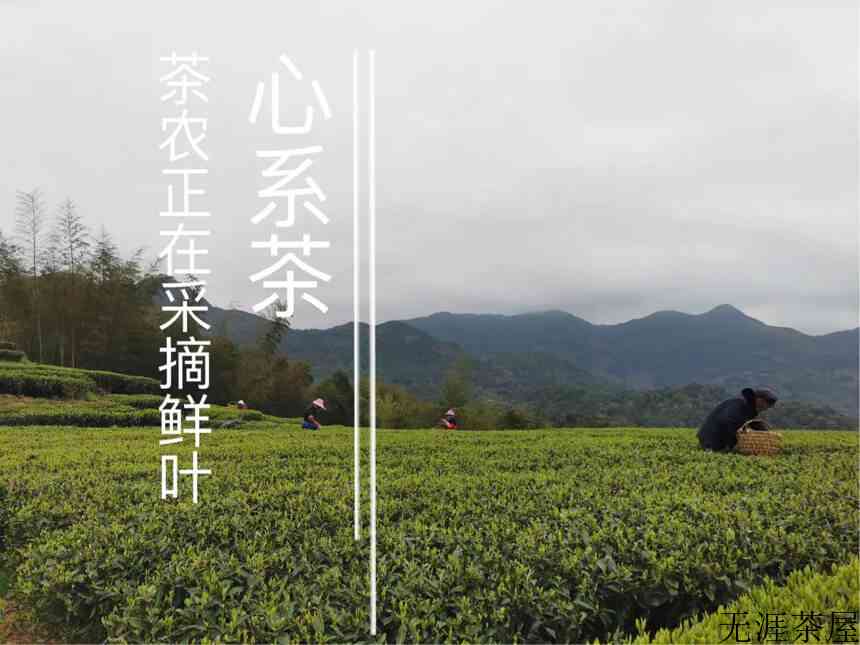 初春游福鼎茶园