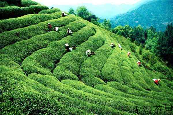 白沙绿茶的好处有哪些？经常喝白沙绿茶对身体好吗