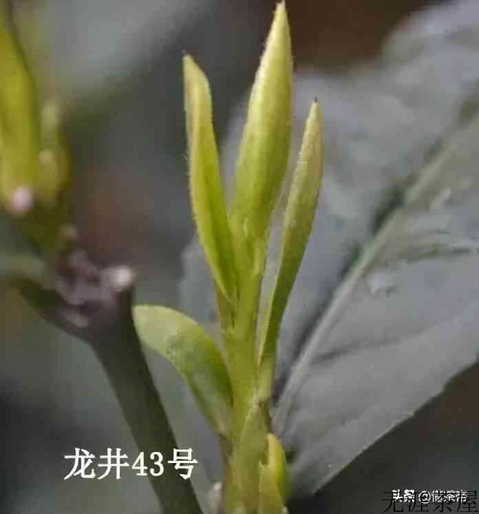 西湖龙井茶的特点（西湖龙井茶产地与鉴别方法）