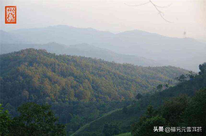 茶马古道的源头，昔日曼松贡茶园