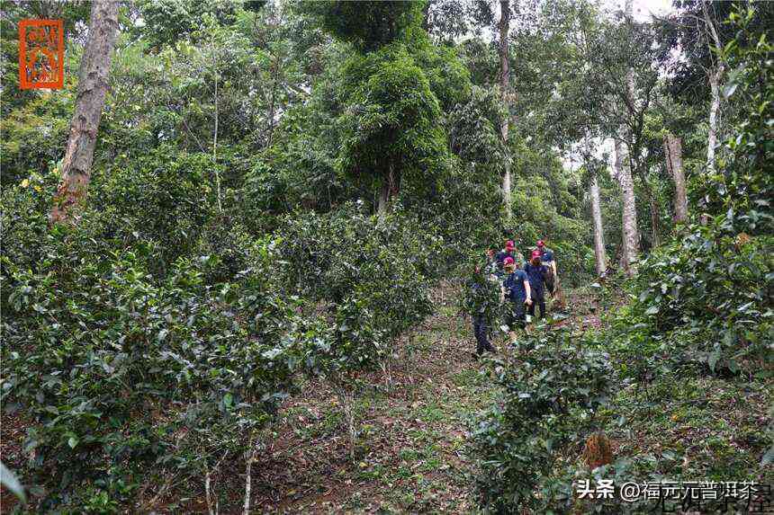 茶马古道的源头，昔日曼松贡茶园