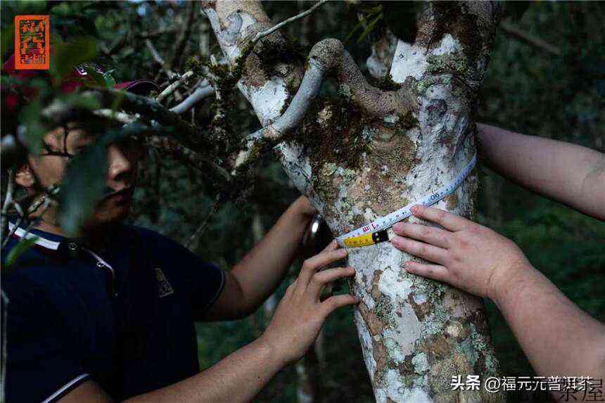 茶马古道的源头，昔日曼松贡茶园