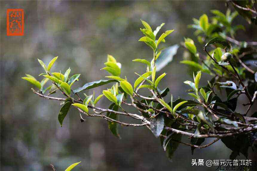 茶马古道的源头，昔日曼松贡茶园