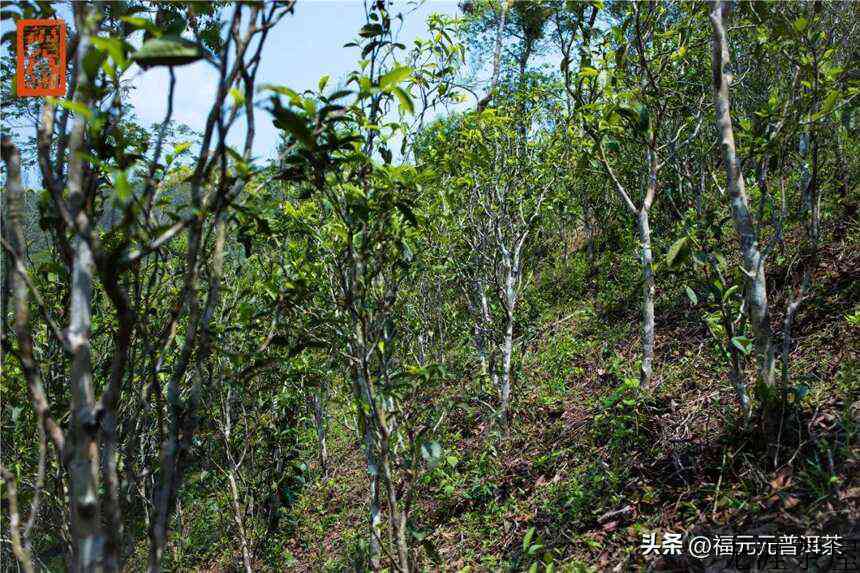 茶马古道的源头，昔日曼松贡茶园