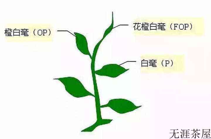 红茶全喝过？这种你绝对没喝明白！