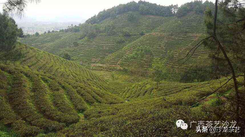 绿茶上市啦，随我走进茶山看看