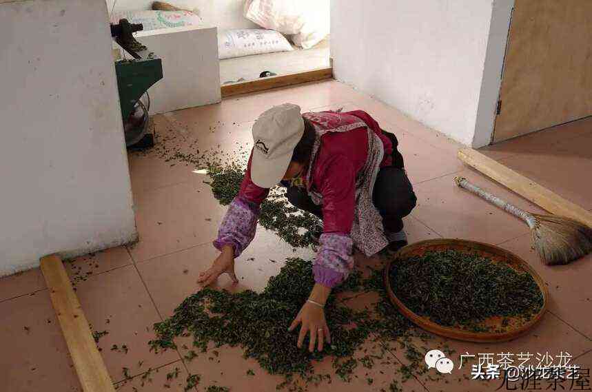 绿茶上市啦，随我走进茶山看看