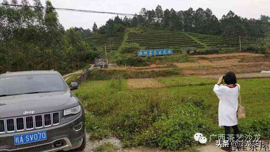 绿茶上市啦，随我走进茶山看看