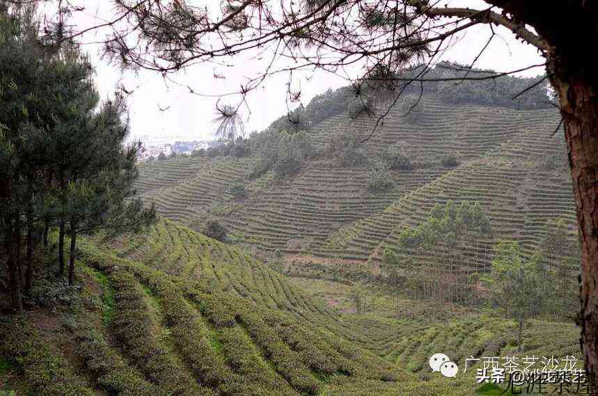 绿茶上市啦，随我走进茶山看看