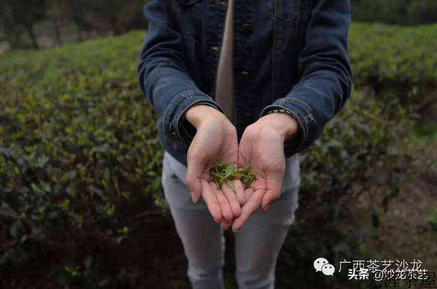 绿茶上市啦，随我走进茶山看看