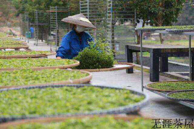 湖南红茶“十大产品品牌”之英妹子红茶：梳头溪畔茶韵浓