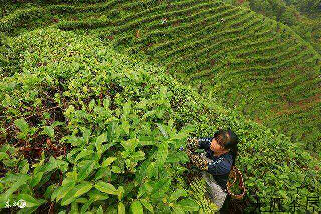 茶叶保质期究竟应该怎么标示？