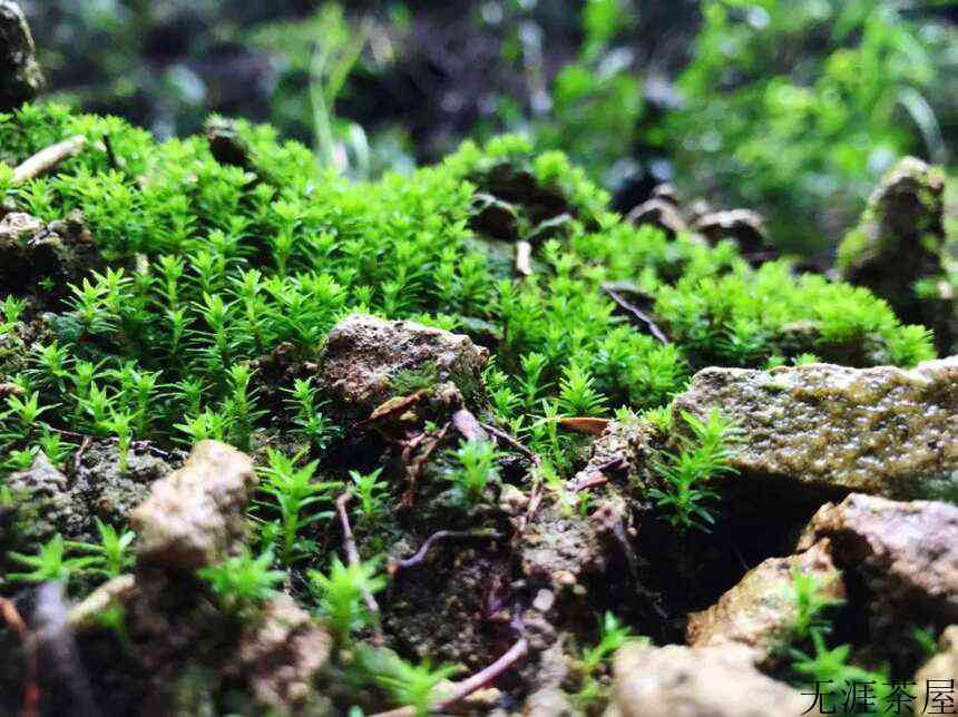 有机茶园里一道独特风景线「粘虫板」