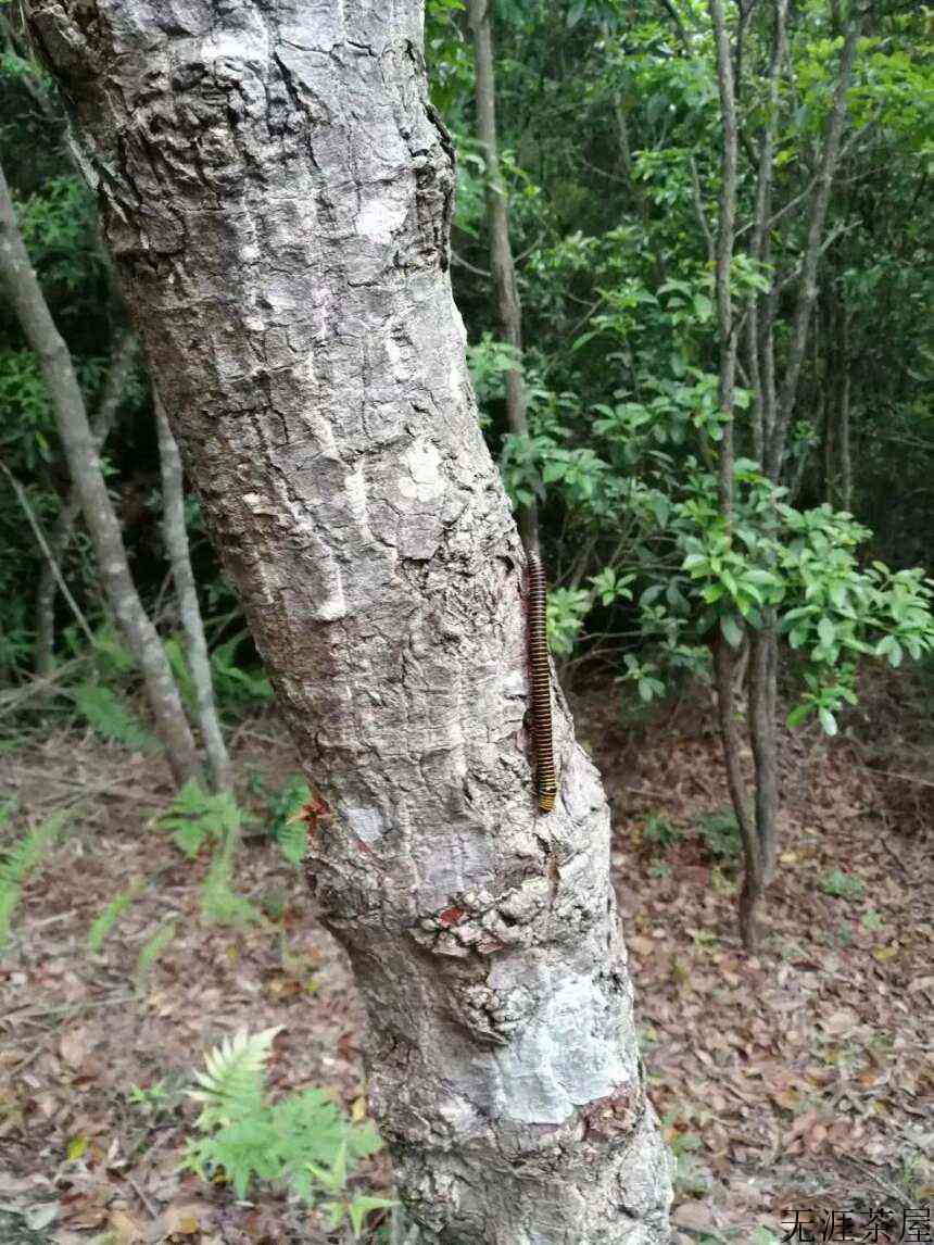 有机茶园里一道独特风景线「粘虫板」