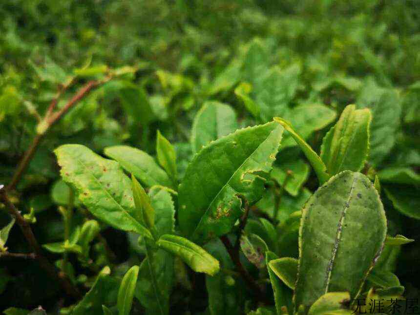 有机茶园里一道独特风景线「粘虫板」