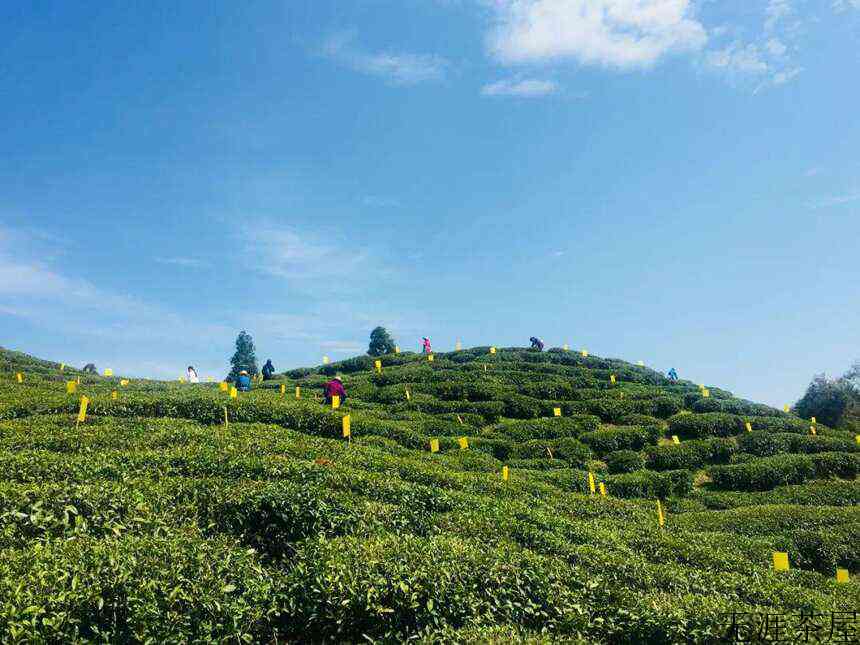 有机茶园里一道独特风景线「粘虫板」