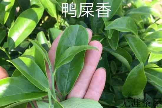 鸭屎香和大乌叶是同一种茶叶吗，单丛大乌叶和鸭屎香有什么区别？