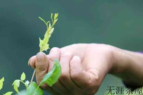 莓茶的制作步骤，莓茶怎么制作方法？