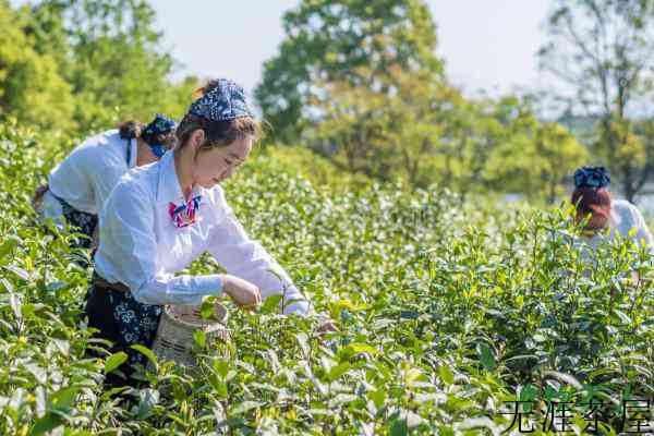 摘茶叶怎么摘，摘茶叶的五大技巧(根据实际情况选择)