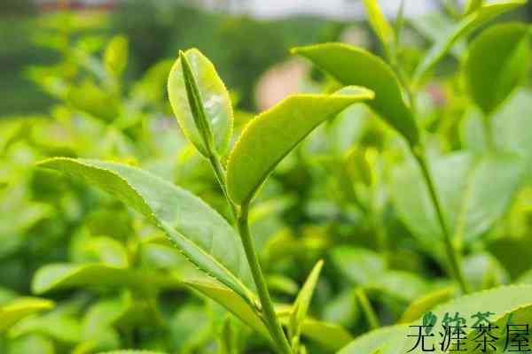 茶树的特征与特性，茶树的特征性状(茶类基本常识)