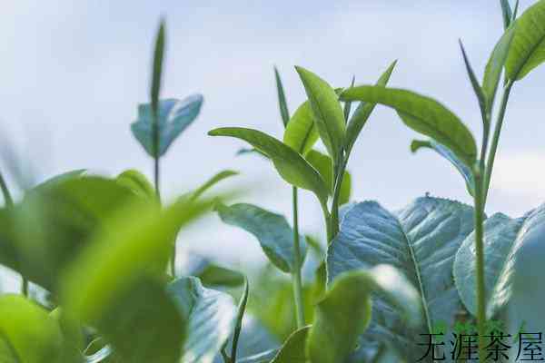 茶树的特征与特性，茶树的特征性状(茶类基本常识)