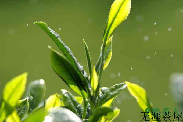 茶树的特征与特性，茶树的特征性状(茶类基本常识)