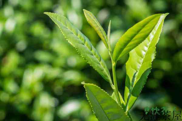 茶树分几种，茶树主要有哪几种分类(三大类数十种)