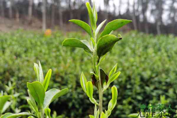 茶树分几种，茶树主要有哪几种分类(三大类数十种)