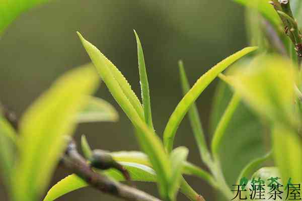 茶树分几种，茶树主要有哪几种分类(三大类数十种)