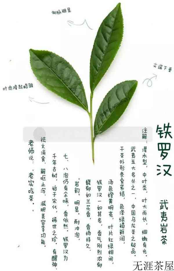 茶叶铁罗汉属于什么茶？有什么特征和特点？