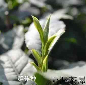 龙井茶树是什么树种