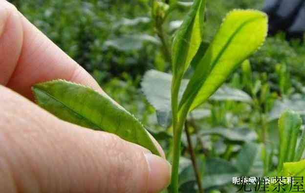 六安瓜片的加工过程，制茶工艺