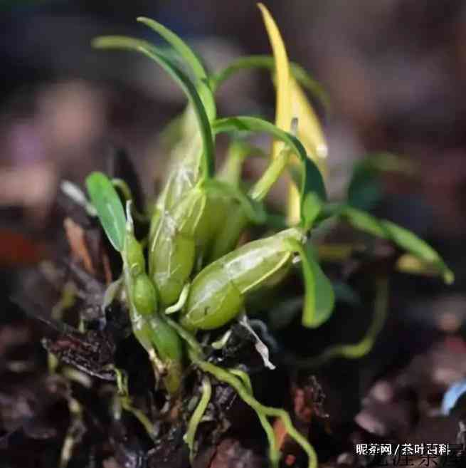 霍山石斛是什么东西，产地在哪儿