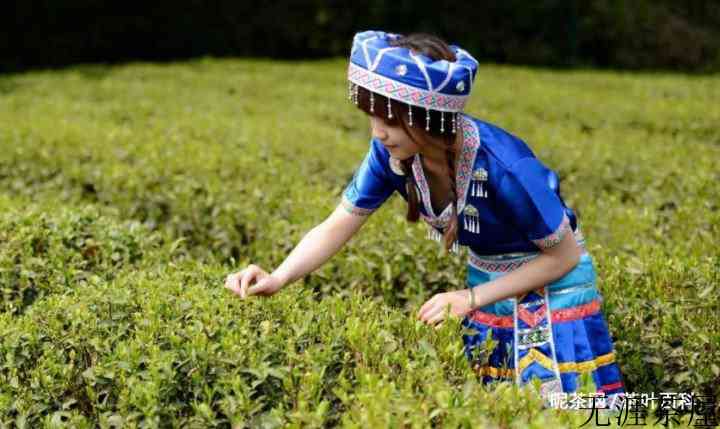 新茶青味重是什么原因