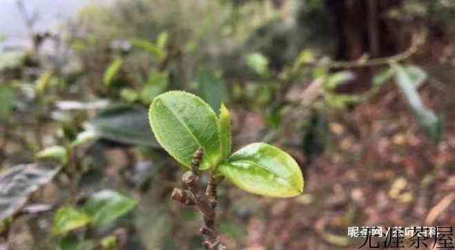 普洱茶大叶种和小叶种有哪些区别