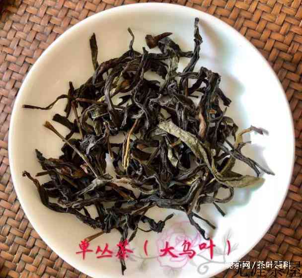 大乌叶单丛茶简介