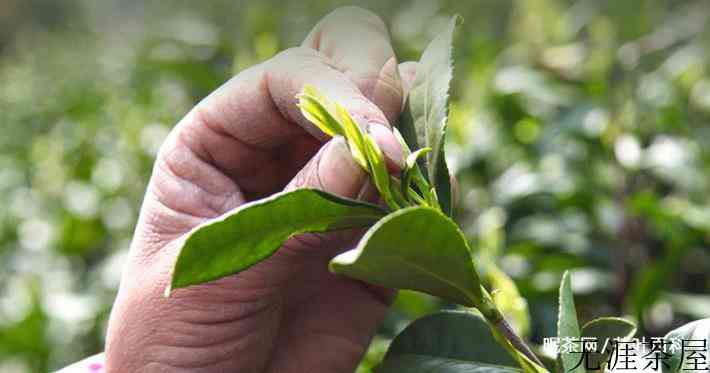 用玻璃杯泡茶，没有仪式感？