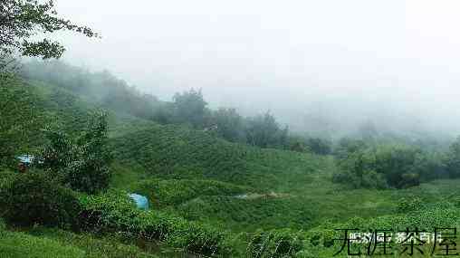 高山茶、台地茶，喝不出来的区别