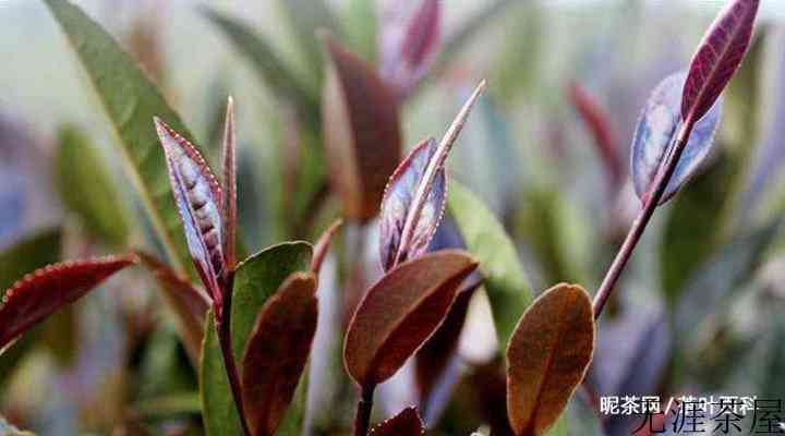 “紫鹃”茶与“紫芽”茶的特点及简介