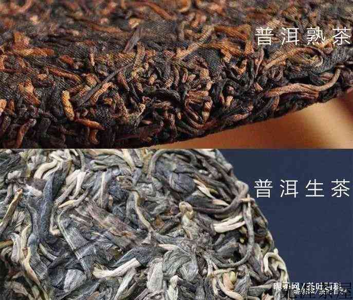 云南普洱茶生茶和熟茶的区别