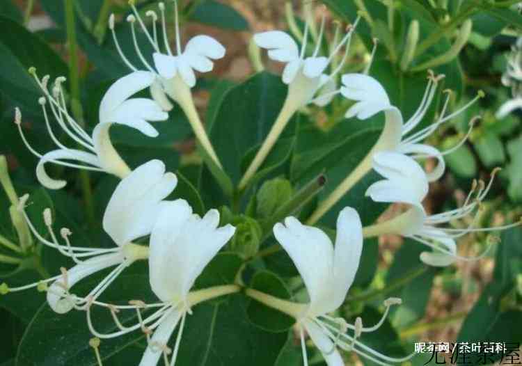 金银花茶属于什么茶类