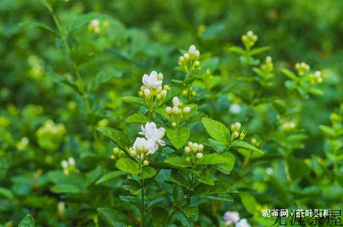 茉莉花茶性寒吗