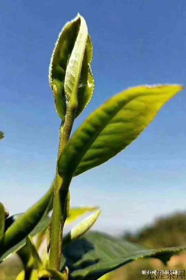 细说云南各大山头普洱茶的特点，对普洱茶的疑惑都在这里了