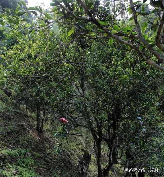 细说云南各大山头普洱茶的特点，对普洱茶的疑惑都在这里了