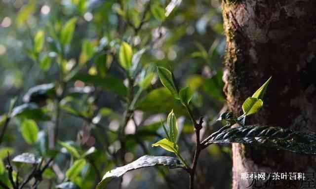 细说云南各大山头普洱茶的特点，对普洱茶的疑惑都在这里了