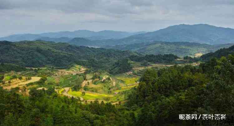 黄山太平猴魁是什么茶