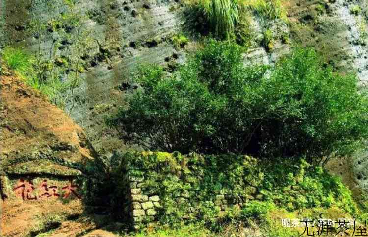 大红袍茶怎么冲泡